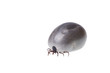 Tick
