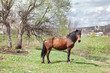 horse on the grassland