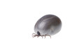 Tick
