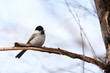 Willow Tit (Parus montanus)