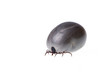 Tick