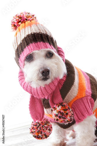 Photo: Warm dog wearing knitted beanie and jumper Warm dog wearing knitted beanie and jumper