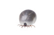 Ixodes