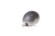 Ixodes