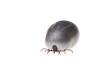 Tick
