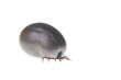 Ixodes