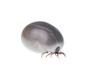 Ixodes