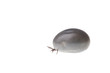 tick