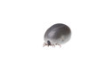 Ixodes