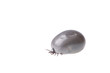 Ixodes