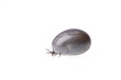tick