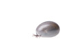 Ixodes