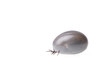 Ixodes
