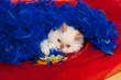 Photo: gatto 3 gatto 3