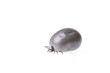 Ixodes