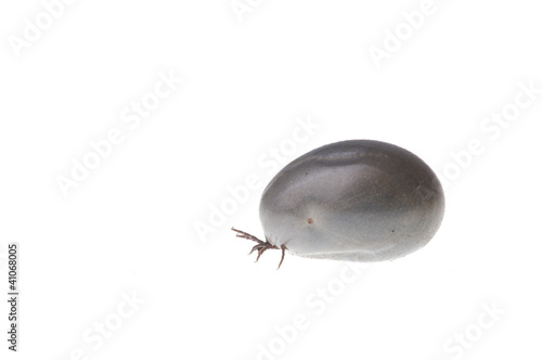 Photo: tick tick