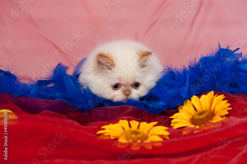 Photo: gatto 4 gatto 4