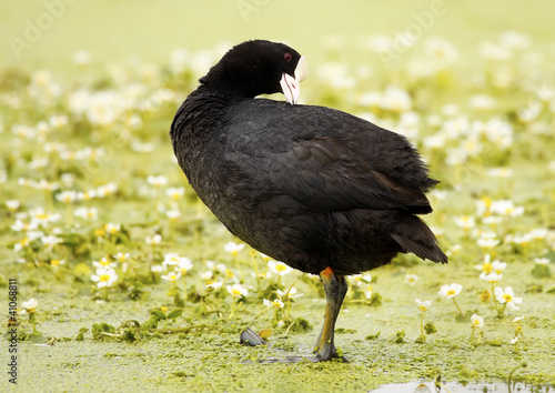 Photo: common coot common coot