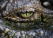 close up on a crocodile's eye