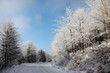 Christmas forest Christmas forest