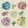Set of floral design elements - rose flowers