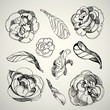Set of floral design elements - rose flowers