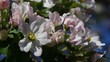 Apfelblüte vid 03