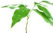 jeune arbre, letchi jeune arbre, letchi