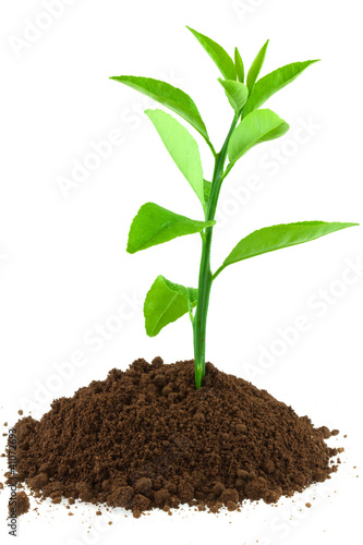 Photo: plant d'agrume plant d'agrume