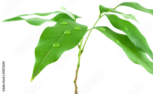Photo: jeune arbre, letchi jeune arbre, letchi