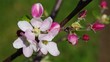 Apfelblüte vid 04