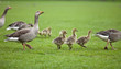 Familienausflug im Stadtpark © Matthias Buehner