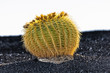 Cactus in Lanzarote island, Spain Echinocactus grusonii (Golden Cactus in Lanzarote island, Spain Echinocactus grusonii (Golden