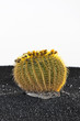 Cactus in Lanzarote island, Spain Echinocactus grusonii (Golden Cactus in Lanzarote island, Spain Echinocactus grusonii (Golden