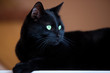 Black cat