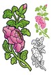 Begonia stem