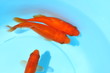 仲の良い金魚