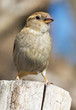 House Sparrow