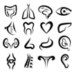 big set of human organs