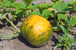 pumpkin on field