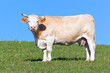 cow grazing in a meadow