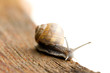snail