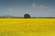 Canola Field under Blue Sky