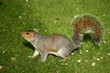 curious squirrel on grass in park