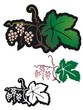Little Wild Grapes