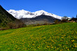Fiori Gialli Con Montagne Inne...