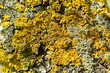 Detail of colorful tree bark