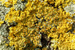 Detail of colorful tree bark