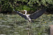airone cenerino