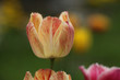 Tulpe